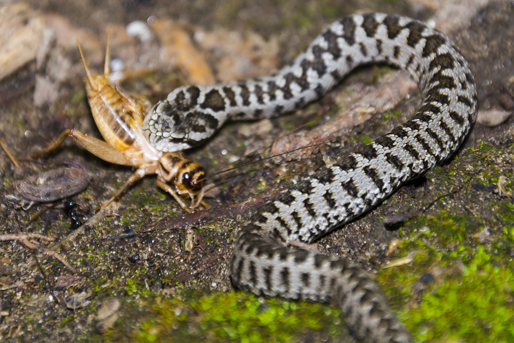 Rákosi vipera Szegedi Vadaspark